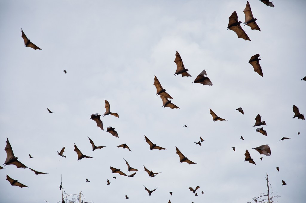 University of Georgia Students Are Horrified After Finding Dorm Infested With Bats