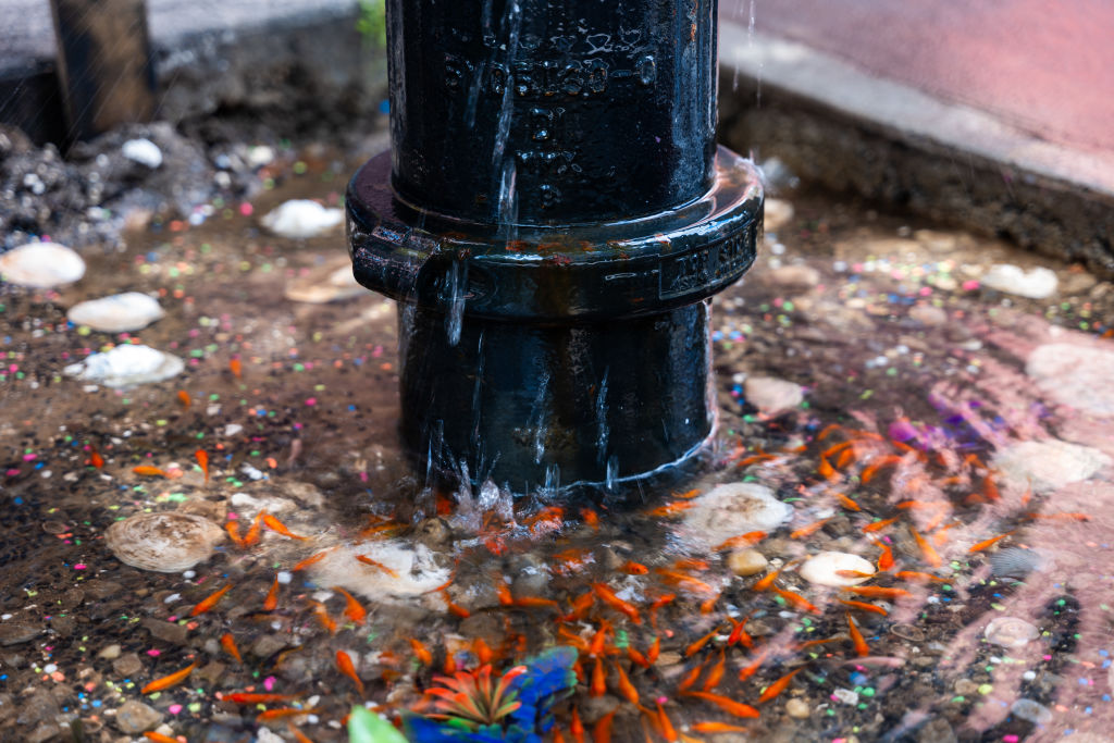 Brooklyn Community Comes Together To Restore Goldfish Pond